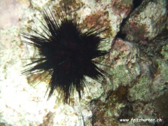 Echinothrix diadema (Schwarzer Diademseeigel)